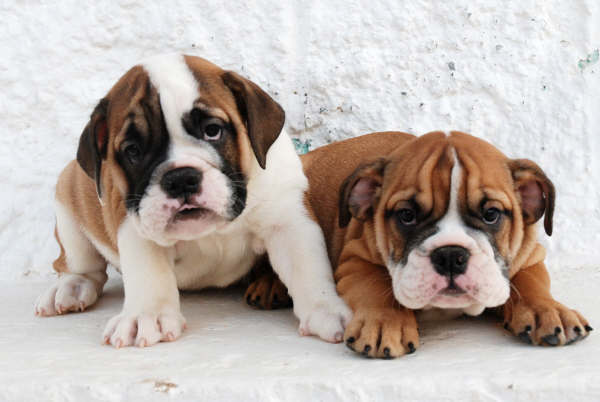 BULLDOG INGLES